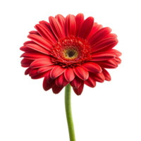 Red flower isolated on transparent background png