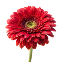 Red flower isolated on transparent background png