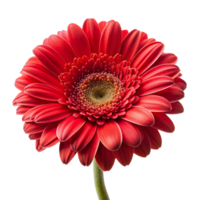 Red flower isolated on transparent background png