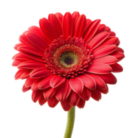 Red flower isolated on transparent background png