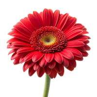 Red rose flower isolated on transparent background png