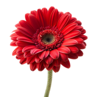 Red rose flower isolated on transparent background png