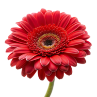 Red rose flower isolated on transparent background png