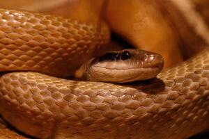 macro of a beautiful cave rat snake snake photo