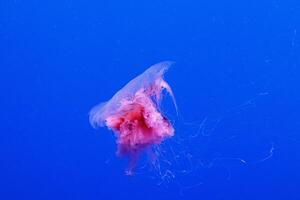 macro of a beautiful jellyfish cyanea capillata photo