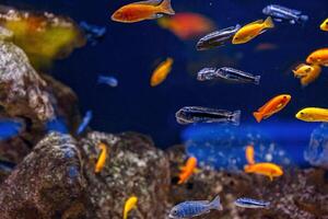 Underwater shot of fish Cichlidae photo