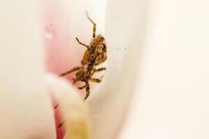 Macro Spider sitting in a magnolia flower photo