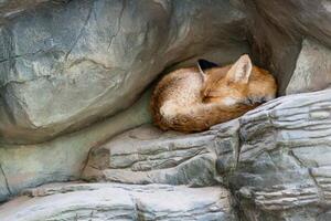 A fox who sleeps close up photo