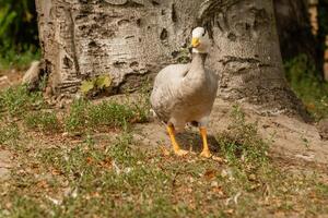 A gray goose walks on the grass photo