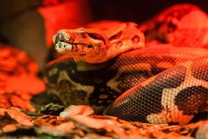 Snake python close-up under red light photo