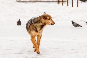 beautiful red-haired courtyard dog on snow photo