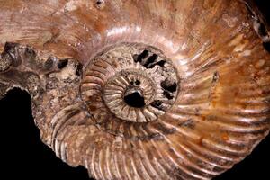 Macro mineral stone Ammonite shell on a black background photo