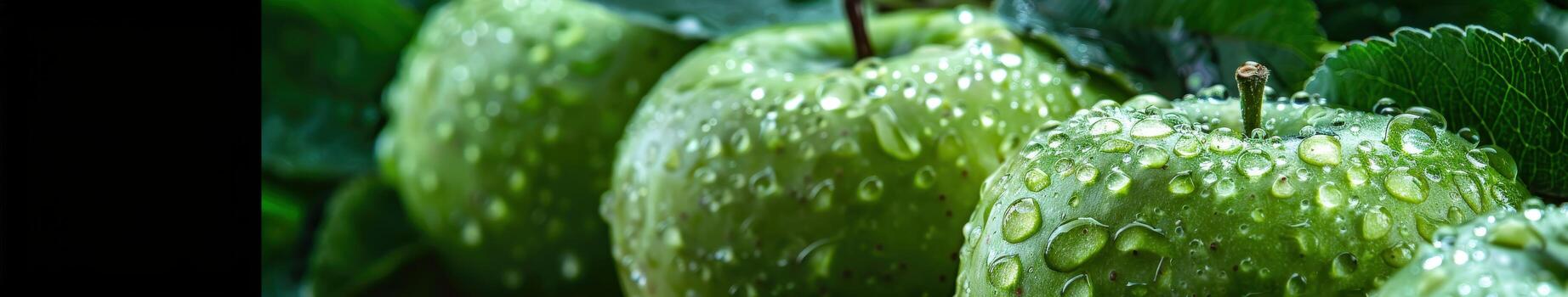 Green Apples Covered in Dew photo