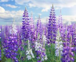 Purple and White Lupine Field photo