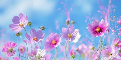 Pink and White Cosmos Flowers in a Field photo