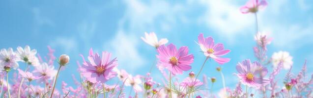 Pink and White Cosmos Field Under a Blue Sky photo