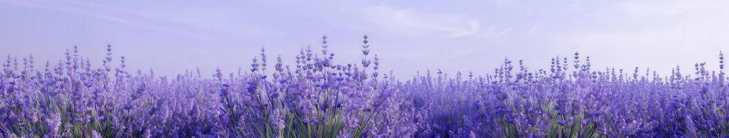 Lavender Field Under a Purple Sky photo