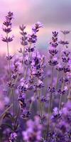 Lavender Field at Sunset photo