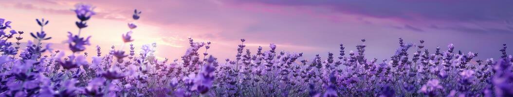 Lavender Field At Sunset photo