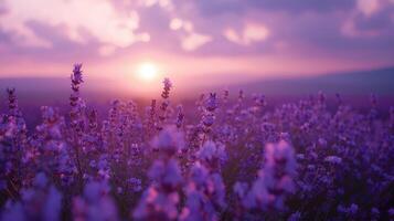 Lavender Field Sunset photo