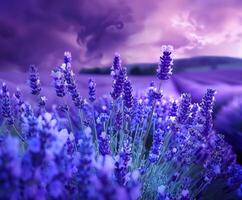 Lavender Field Under Purple Sky photo