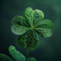 Shamrock Leaf Against Green Background photo