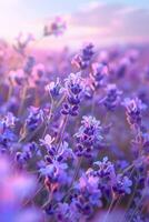 Lavender Field at Sunset photo