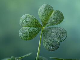 Green Shamrock With Dew Drops photo