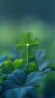Four-Leaf Clover in Green Field photo