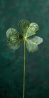 Green Shamrock Leaf on Green Background photo