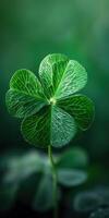 Four-Leaf Clover in Green Field photo