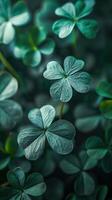 Green Shamrock Leaves photo
