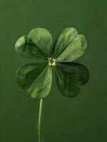 Green Shamrock Leaf on Green Background photo