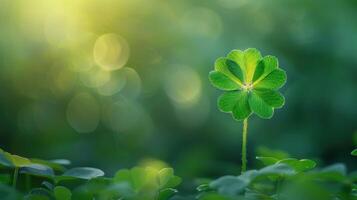 Green Shamrock in Sunlight photo