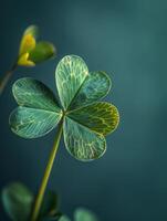 Green Shamrock Leaf Close-Up photo
