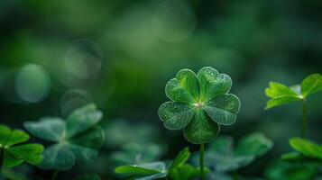 Dewy Shamrock in Green Field photo