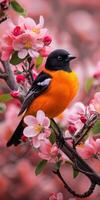 Bird on Apple Blossom Branch photo