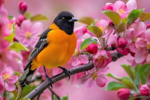 Bird Perched on Apple Blossom Branch photo