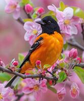 Baltimore Oriole on Apple Blossom Branch photo