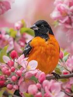 Baltimore Oriole on Apple Blossom Branch photo