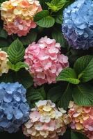 Colorful Hydrangea Blooms photo