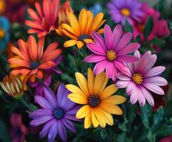 Colorful Flowers in Bloom photo