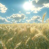 Golden Wheat Field Under a Summer Sun photo