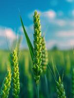 Close Up of a Green Plant in a Field photo