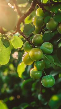 racimo de verde ciruelas colgando desde ciruela árbol foto