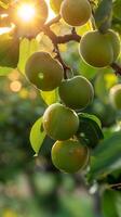 Plum Tree Laden With Green Fruit photo