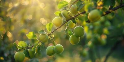 Bunch of Green Plums Hanging From Plum Tree photo
