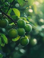 Ripe Green Plums Hanging From a Branch in the Sun photo