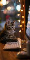 Cat Uses Computer At Night photo