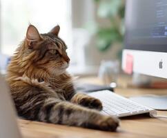 Cat Uses Computer At Desk photo
